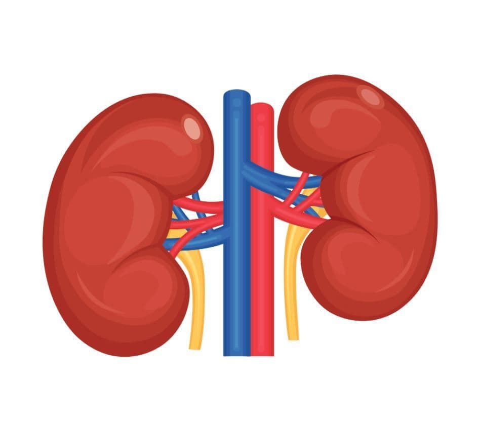 Kidney