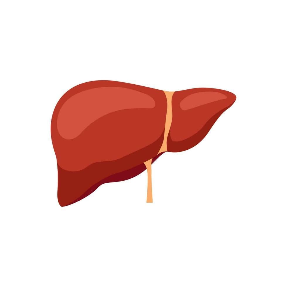 Liver